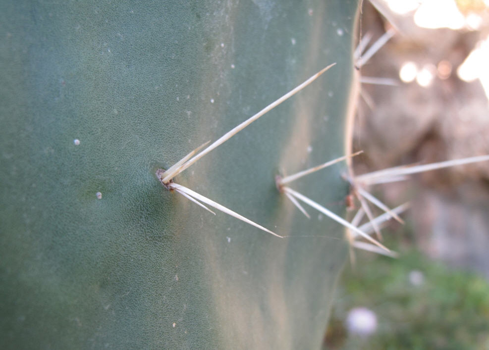 Opuntia ficus-indica